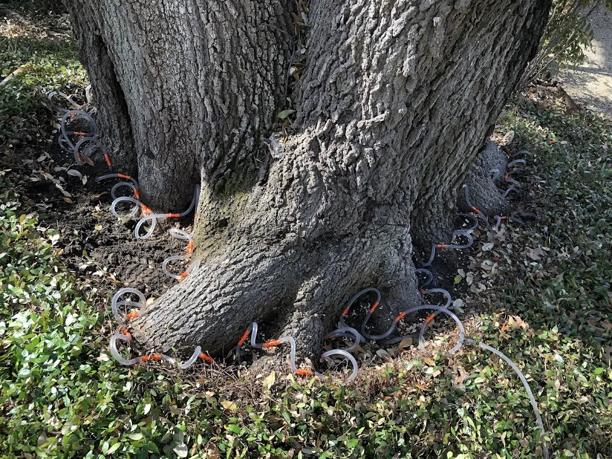 Detailed Tree Cabling and Bracing job site in Forest Park