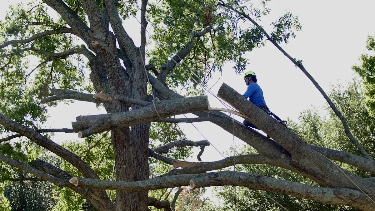 Professional Crown Thinning performed by certified arborists in Forest Park