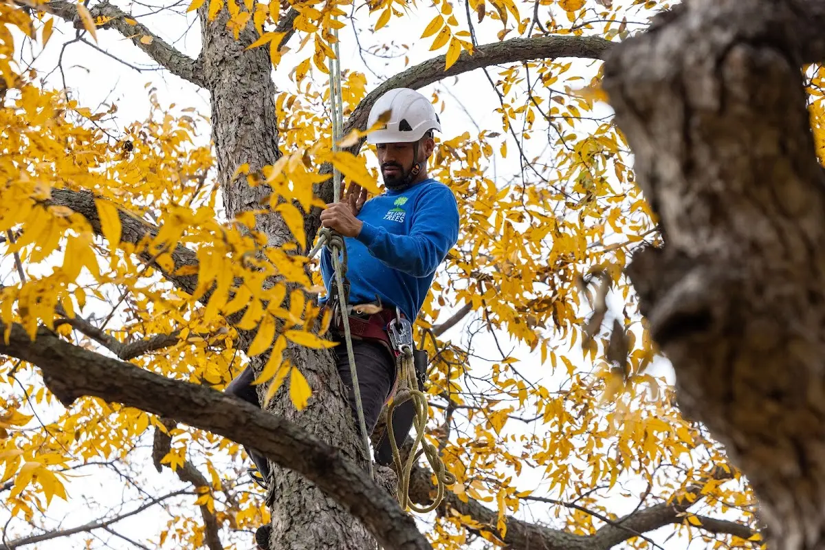 Skilled Tree Pruning crew working in Forest Park